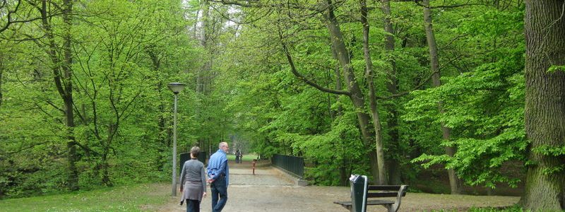 Hoge bomen Heizen Mariakerke